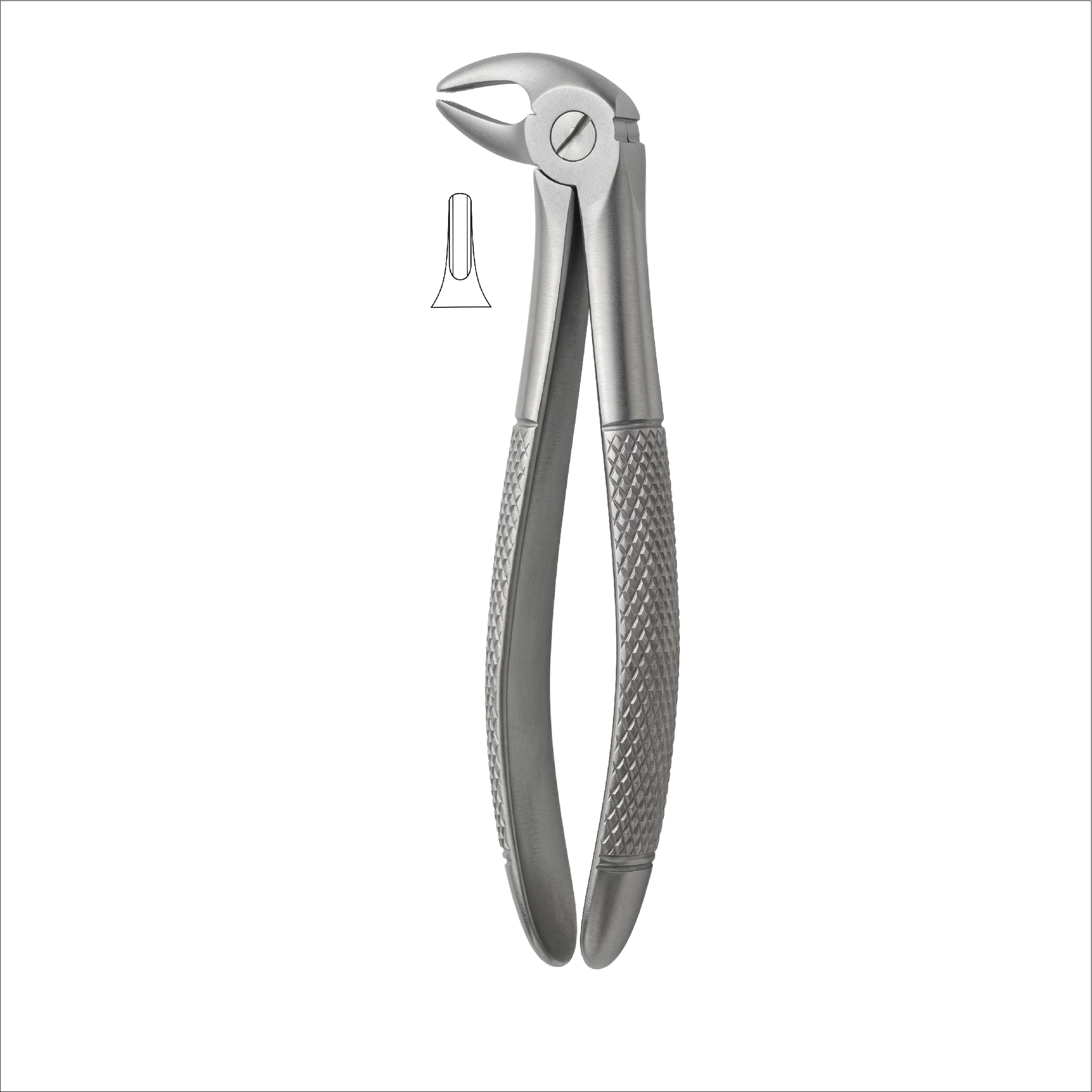 fig 135 lower premolars for childrens
