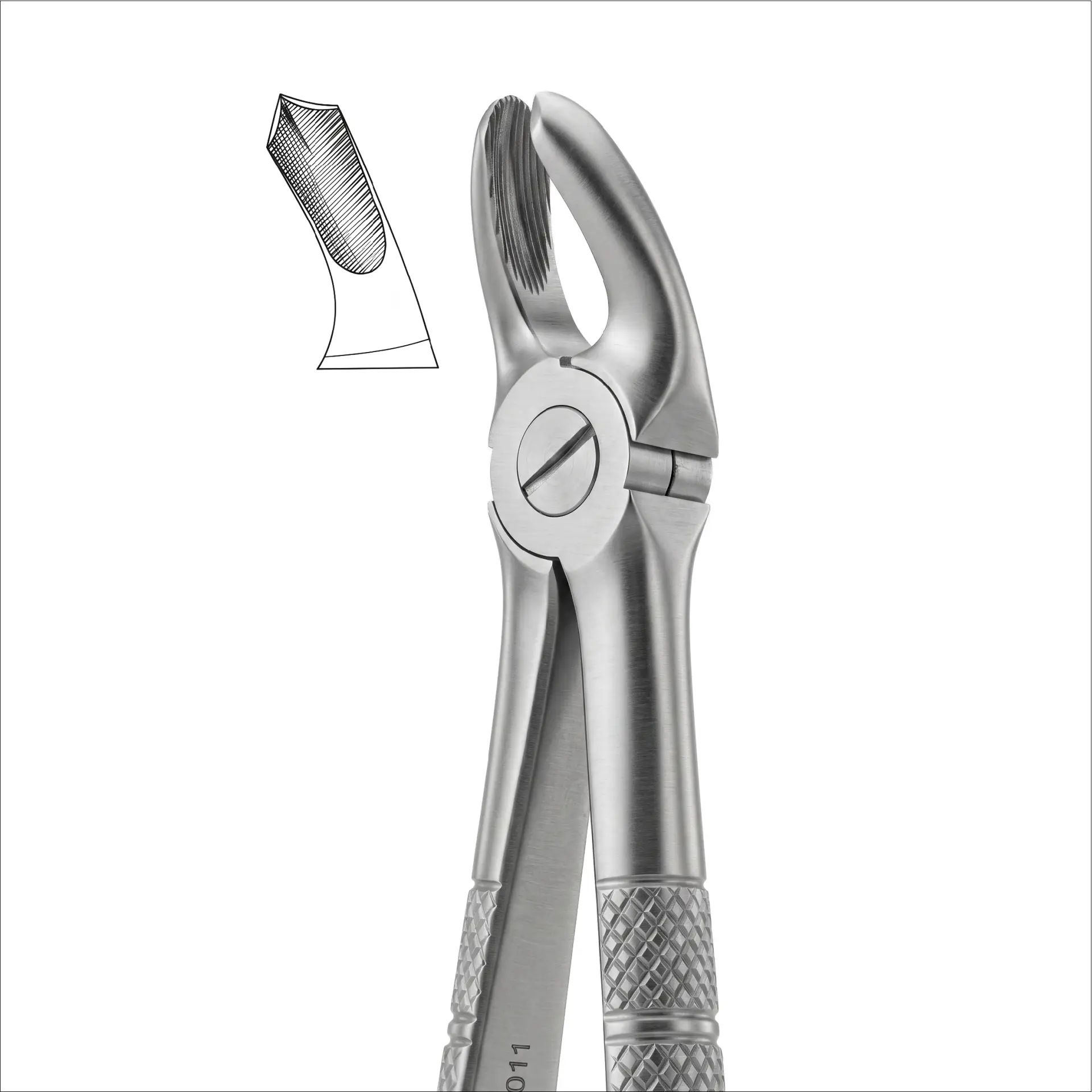 fig 18 a upper molar