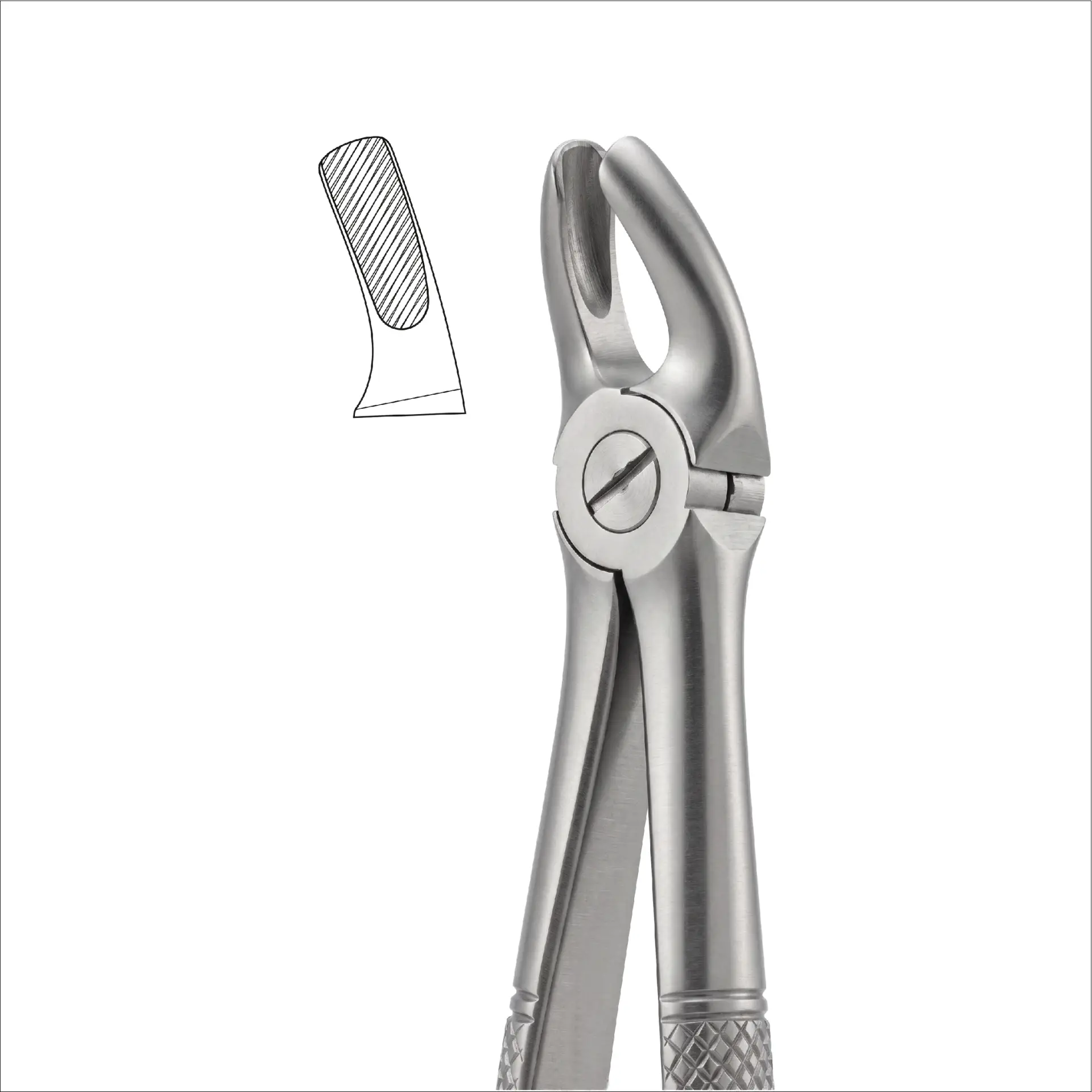 fig 18b upper molars