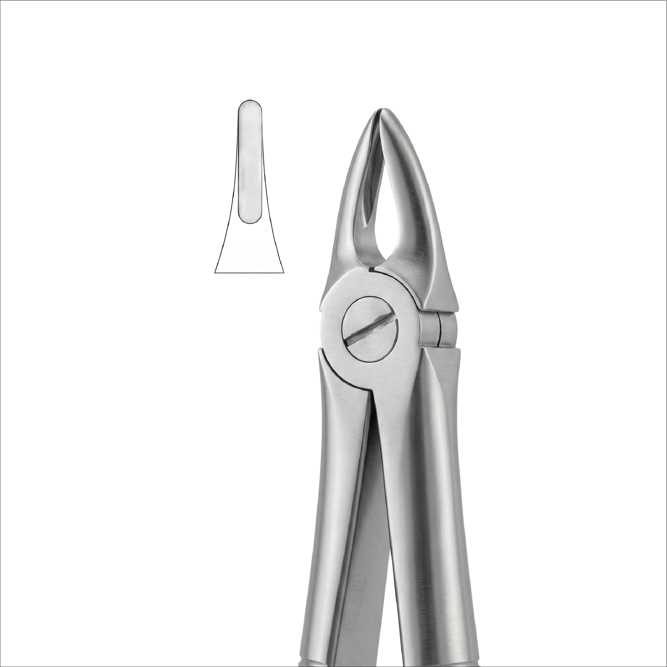 fig 29S upper roots for chidlren