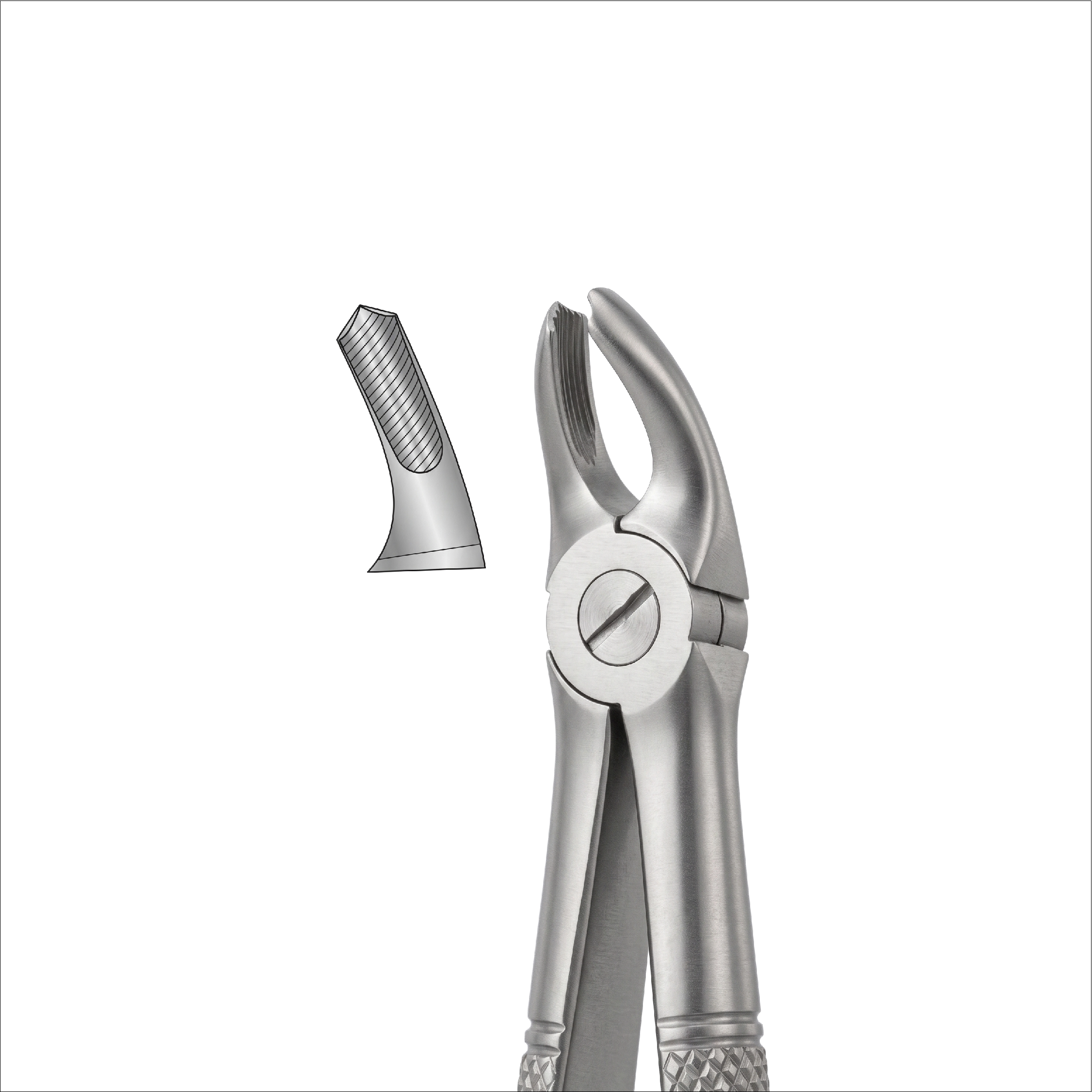fig 39A upper molars for childrens