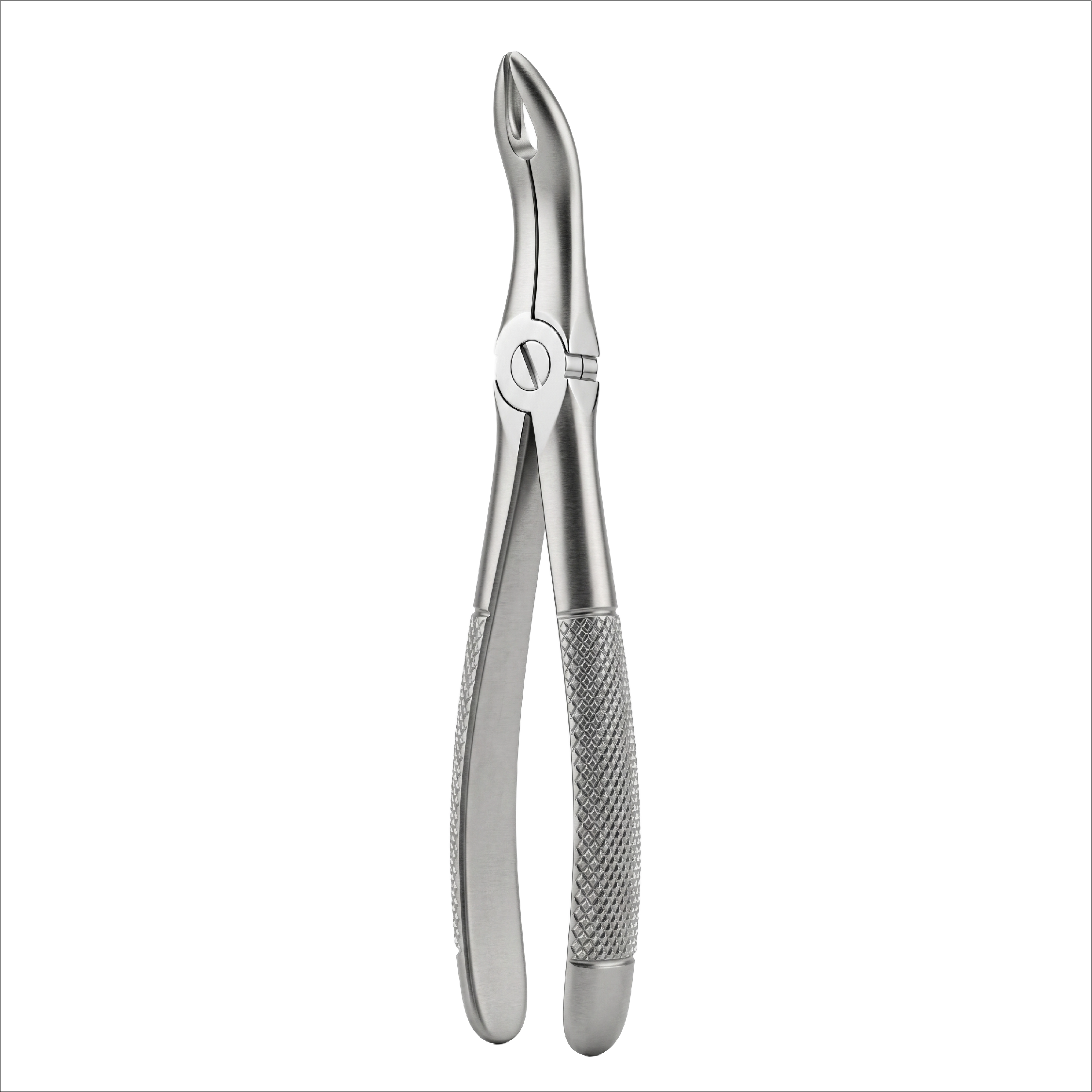 fig 48 lower roots