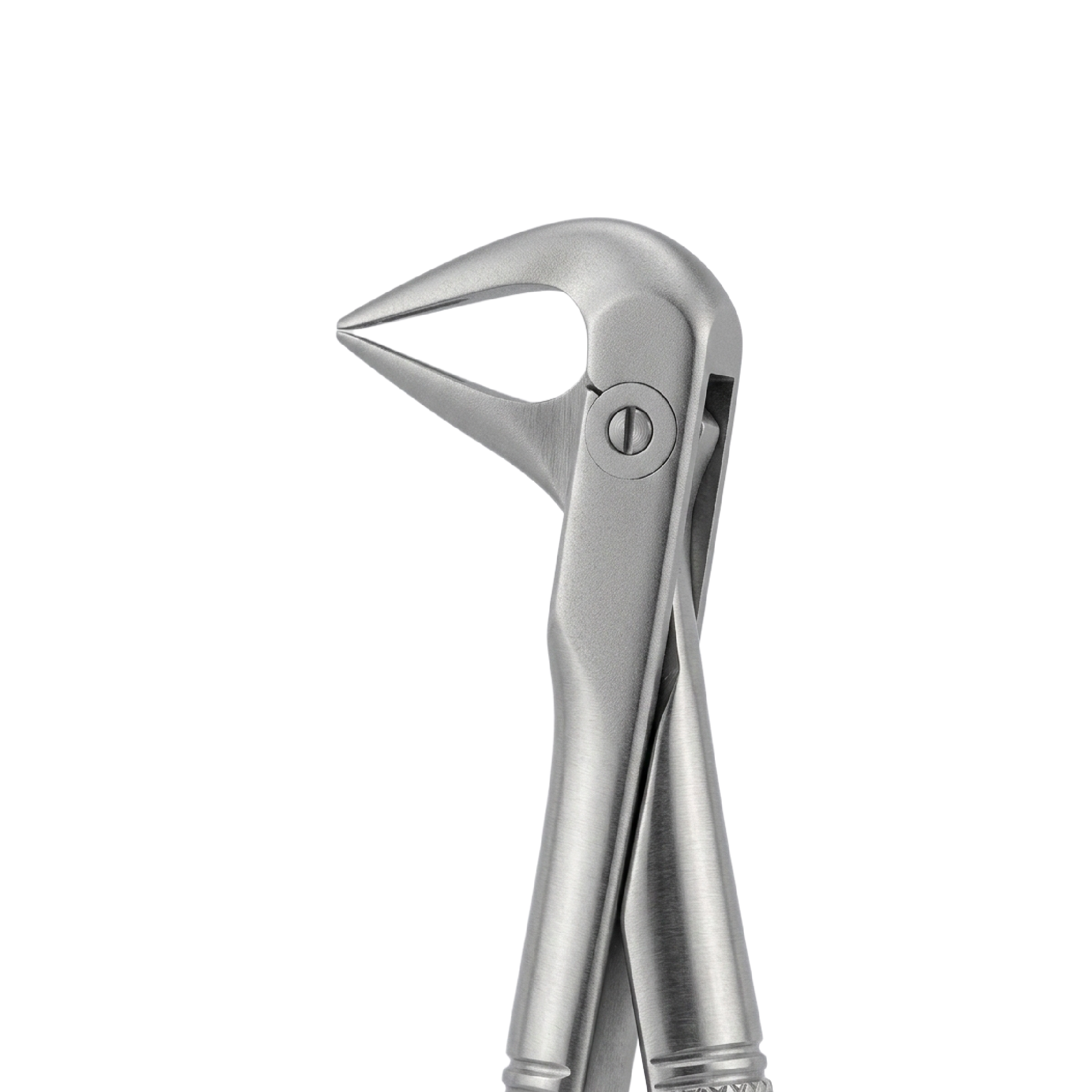 fig  74XN lower roots and crowded incisors