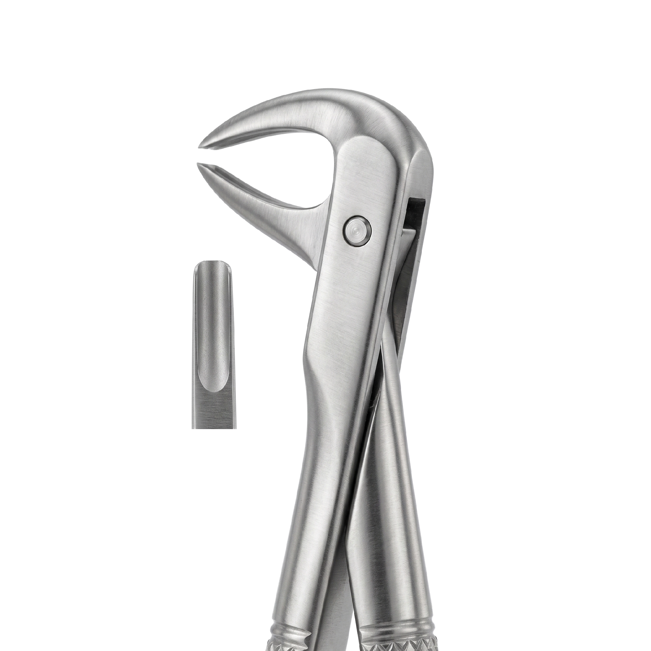 fig 75 lower premolars