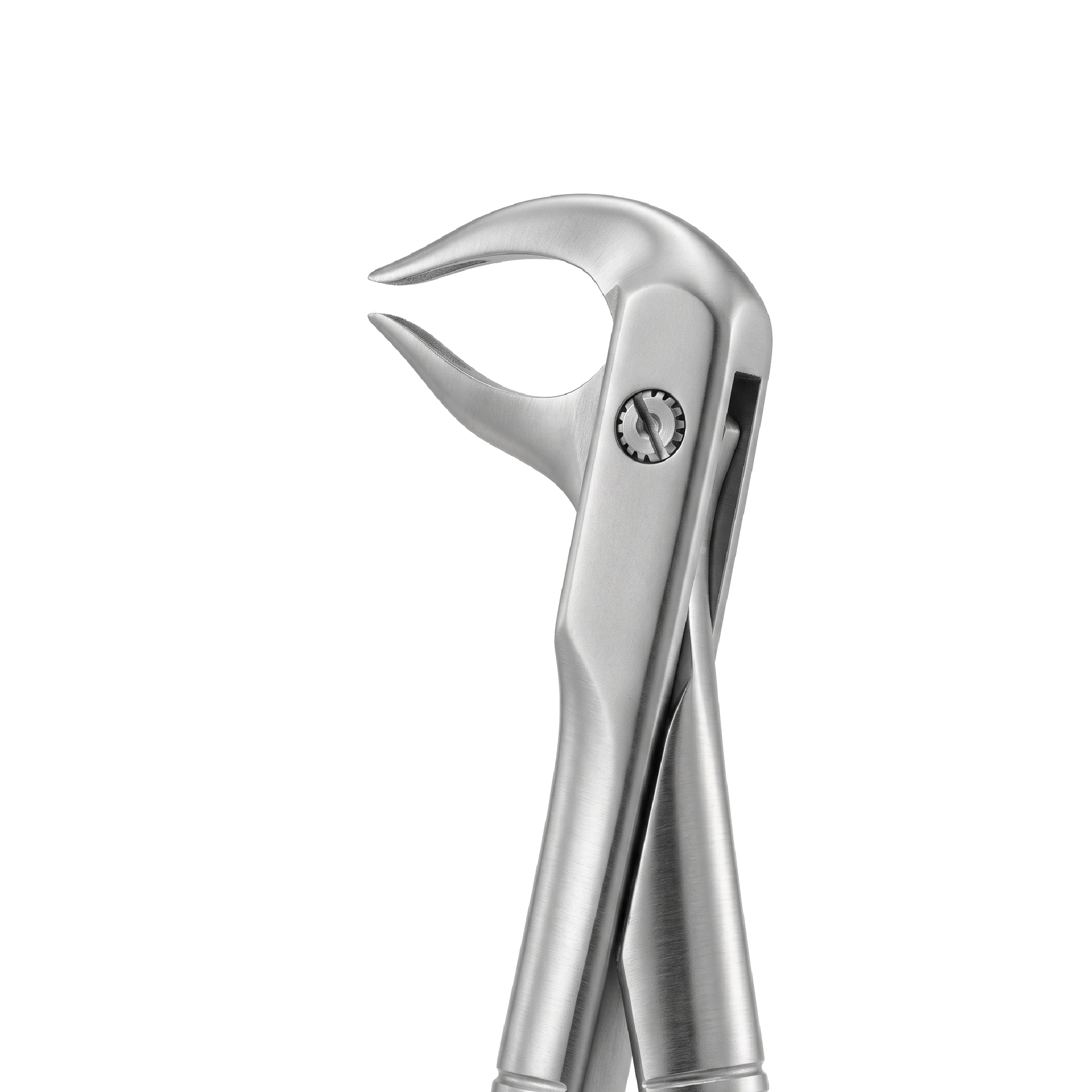 fig 81 lower premolars and roots