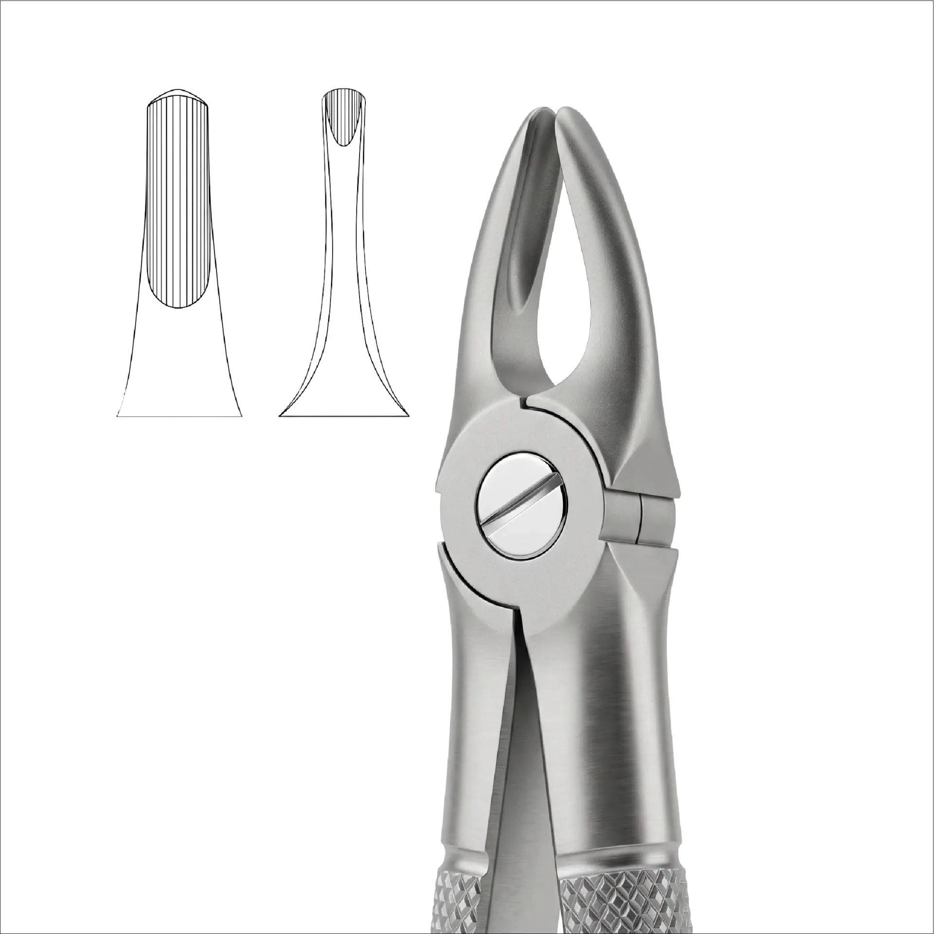 upper incisors  and canines FIG 3