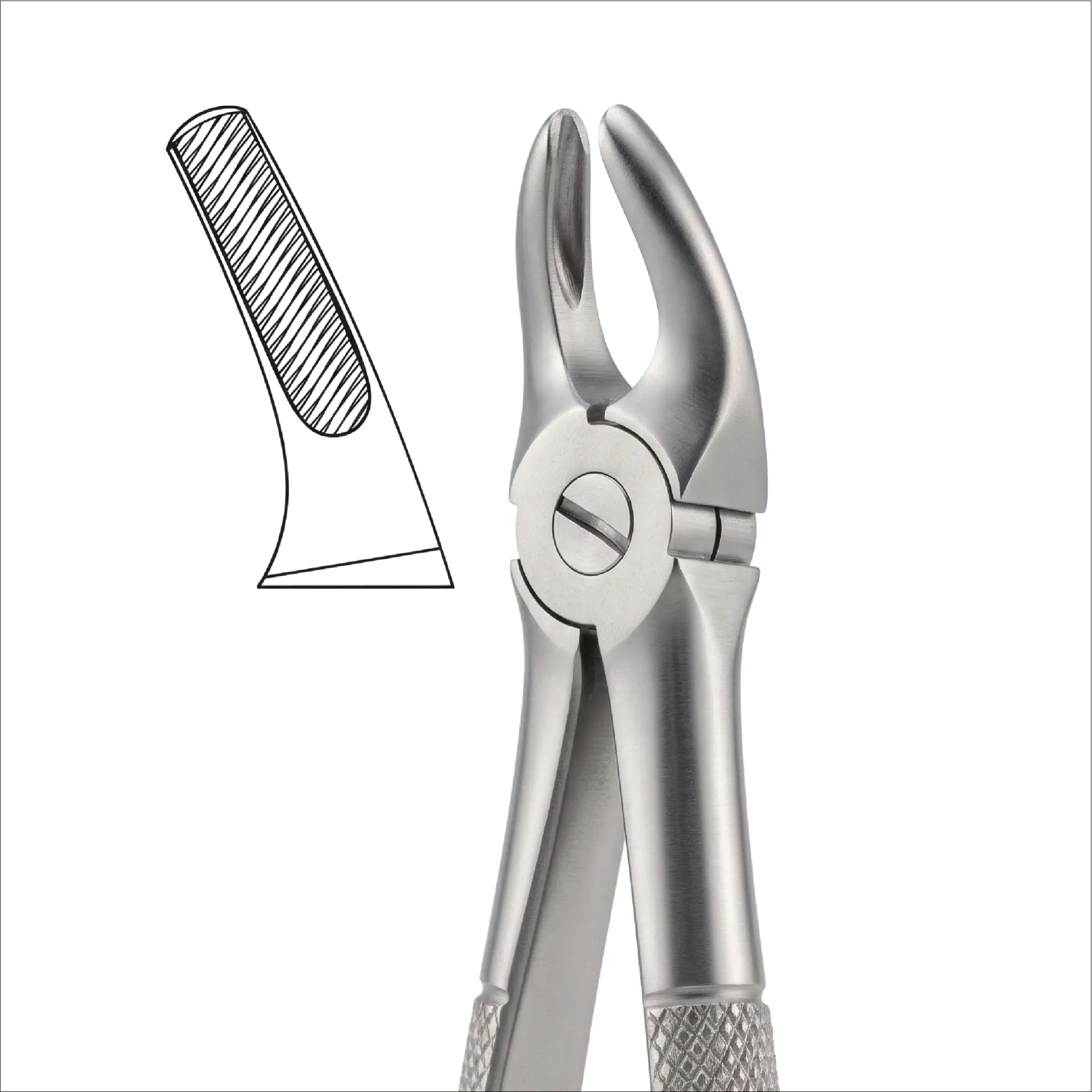 upper premolars FIG 7
