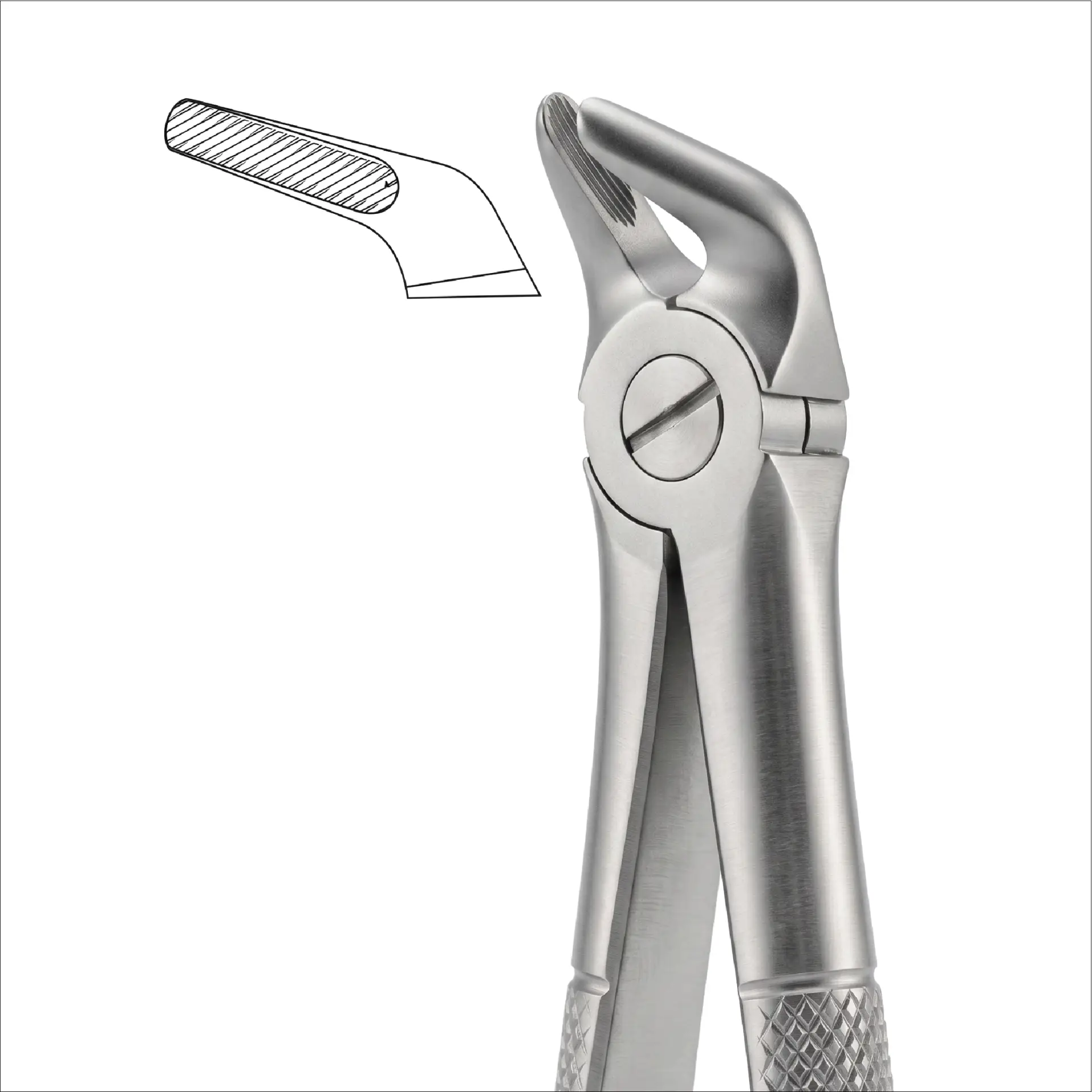 upper premolars FIG 8