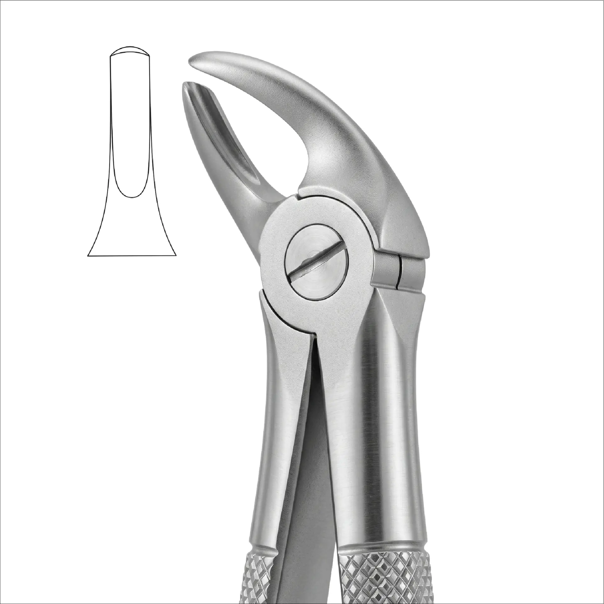 upperincisors and canines FIG 4