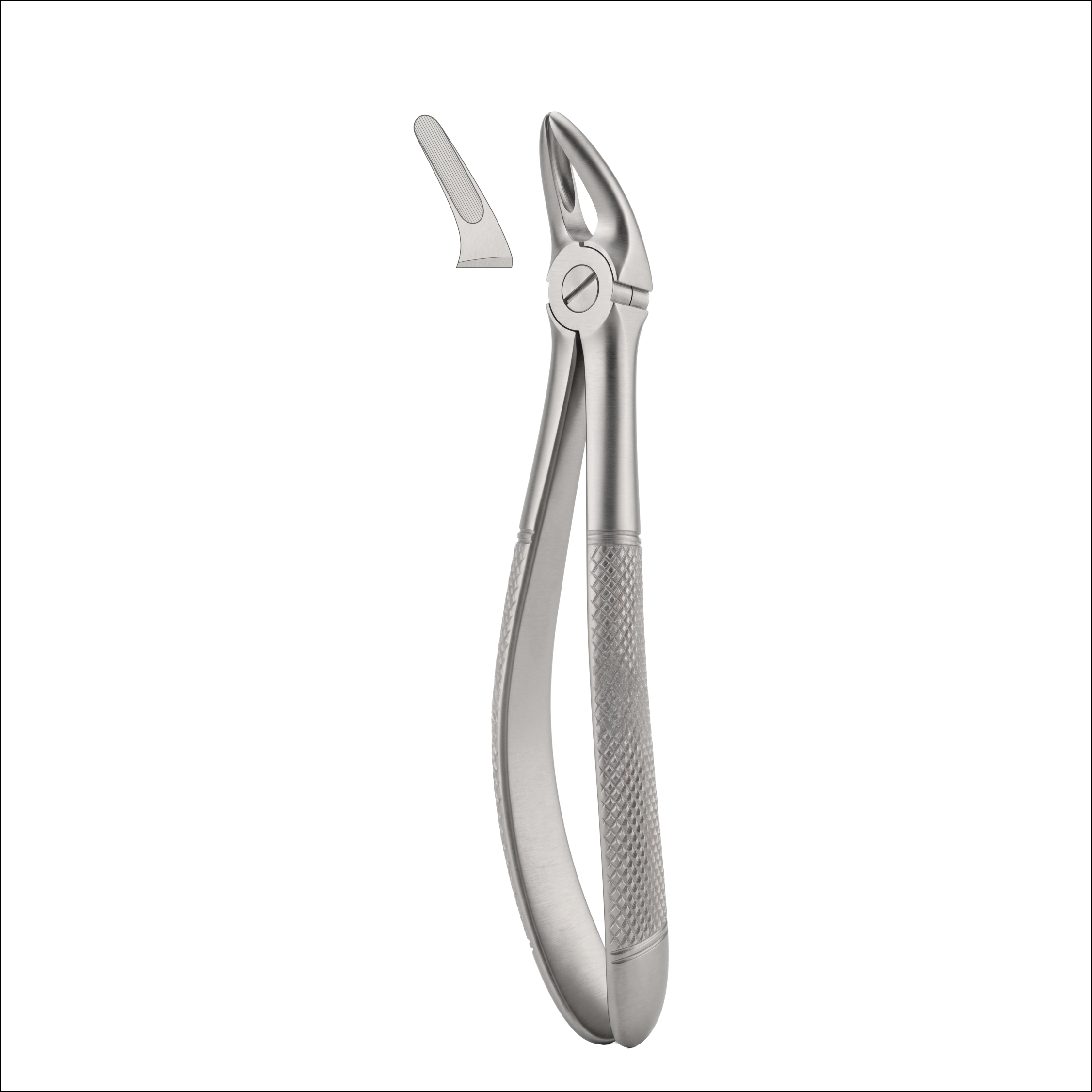 fig 136 upper premolars and roots