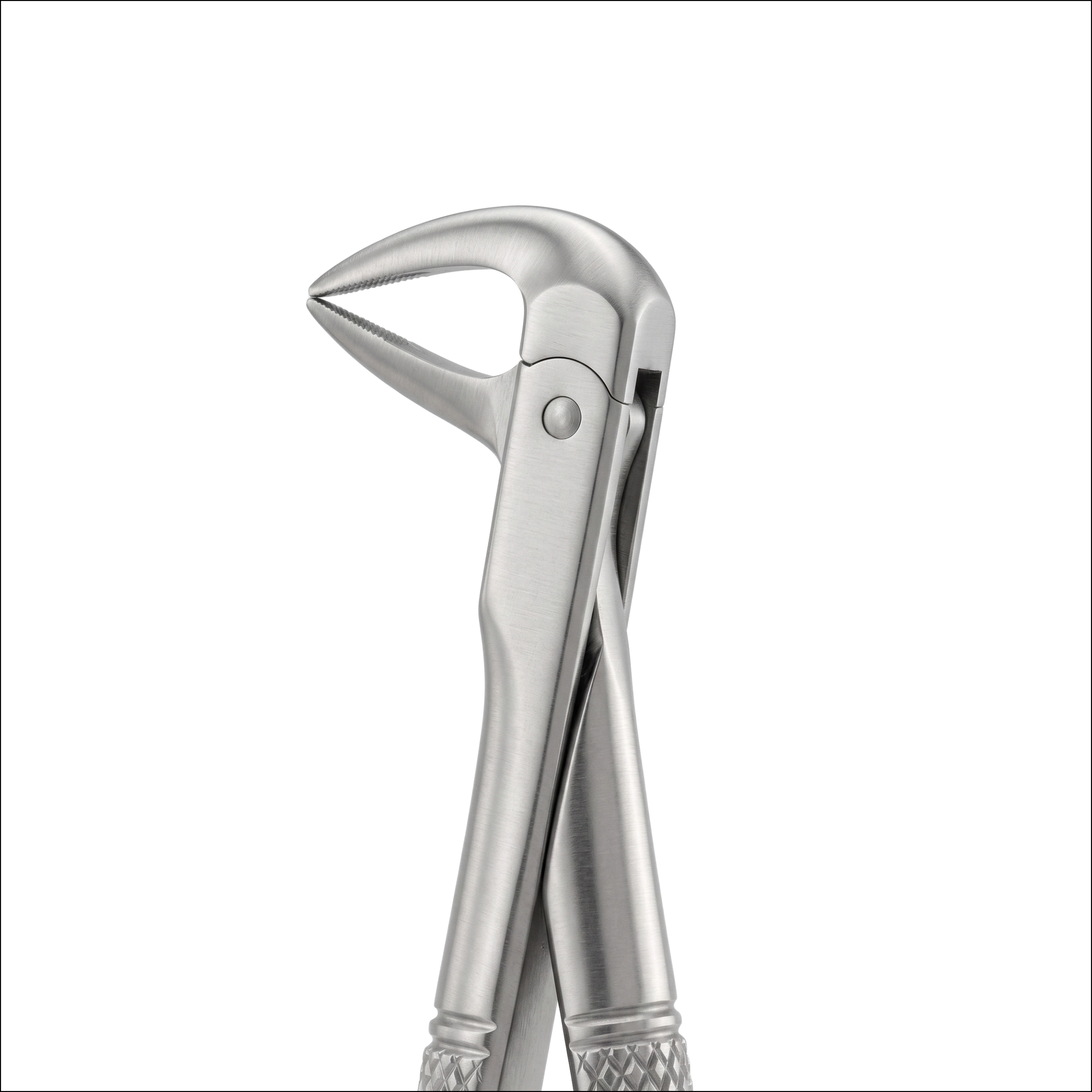 fig 137 lower incisors and roots