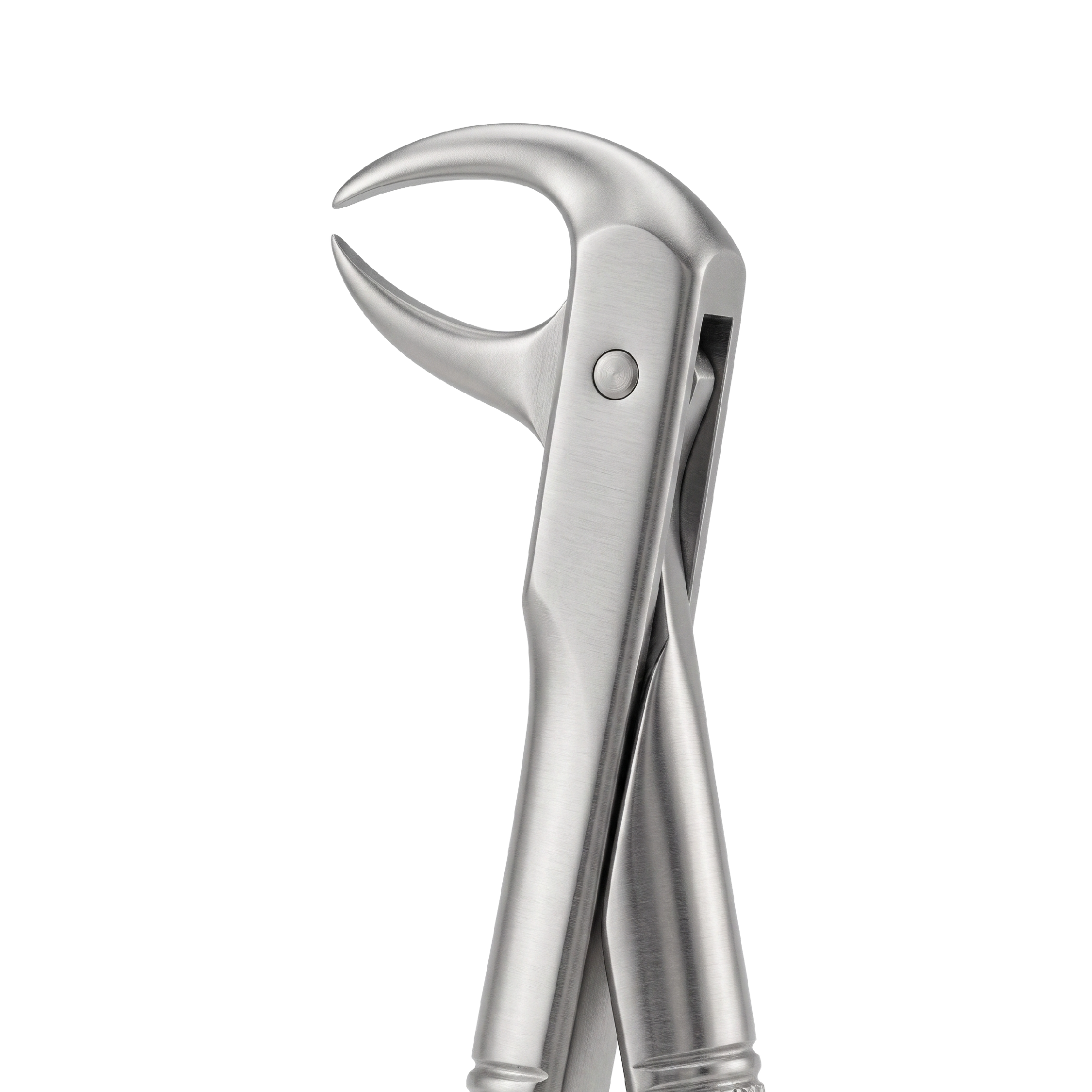 fig 86B lower molars