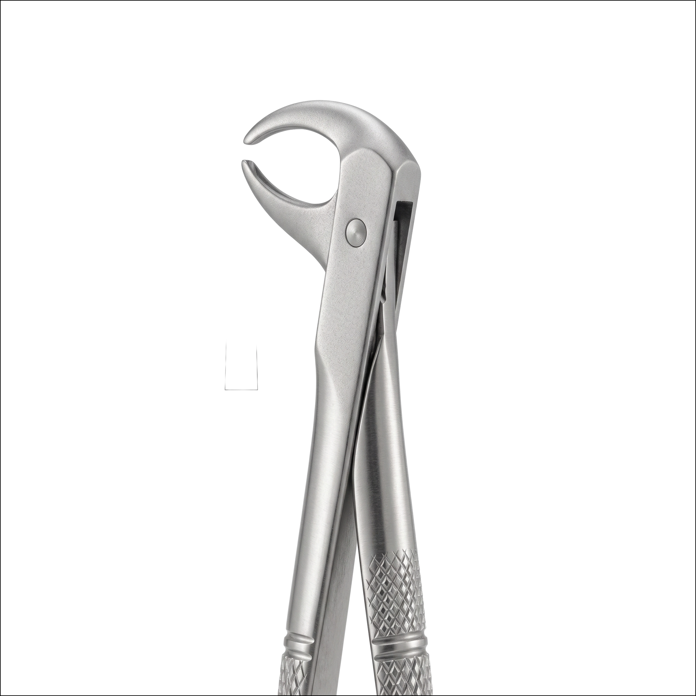 lower incisors