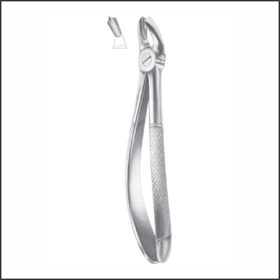 Upper molars right