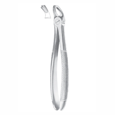 Upper third molars