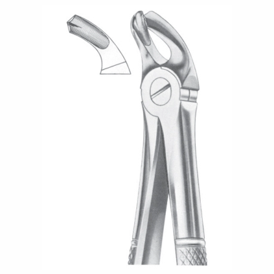 lower molars