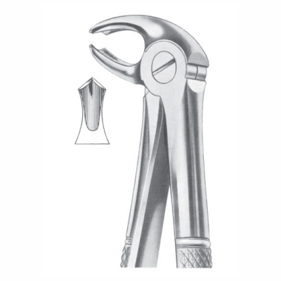 lower molars