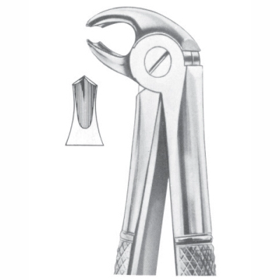 lower molars for children