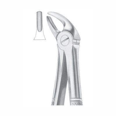 Upper incisors and canines