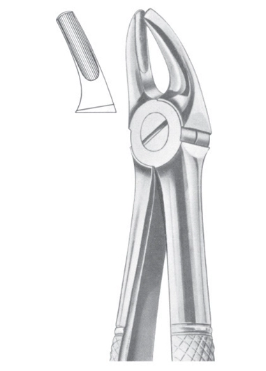 Upper premolars