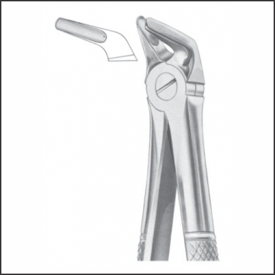 lower premolars