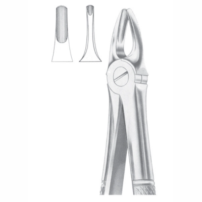Upper incisors canines