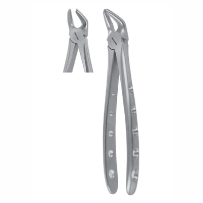 Lower Premolars