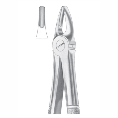 Upper Laterals Canines